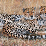 painting-wildlife-art-cheetahs-hyper-realistic