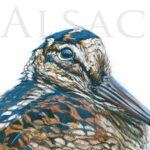 painting-woodcock-shooting-watercolor