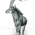 painting-drawing-sable-antelope-black-hippotragus-wildlife-art