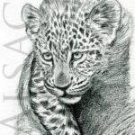 tableau-dessin-felin-afrique-leopard-illustrateur-animalier