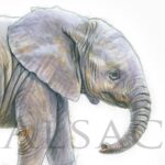 tableau-dessin-illustration-bebe-elephant