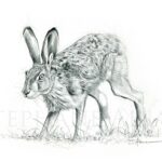 painting-sketch-print-hare-hunting-gift