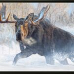 tableau-impression-toile-elan-moose-grand-format