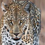 leopard-painting-giclee-realistic-wildlife-artist
