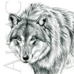 drawing-print-artwork-wolf-animal-illutrator