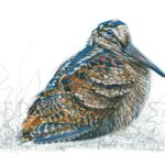 painting-watercolor-hunting-woodcock