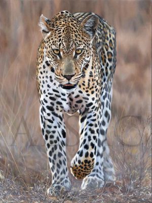 giclee-painting-art-animal-leopard-stephan-alsac