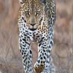 tableau-peinture-art-animal-leopard-stephane-alsac