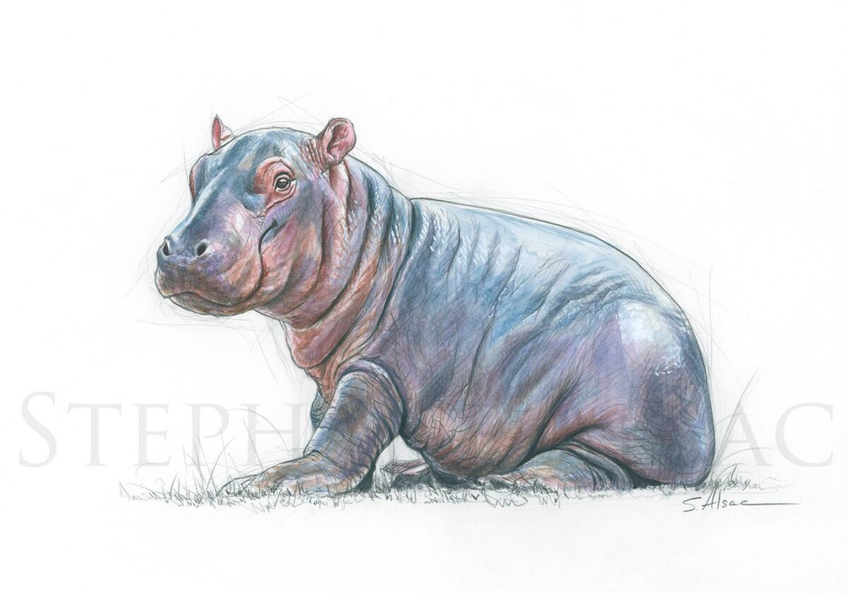 Wildlife　Kid　drawing　Stephan　French　Alsac　by　watercolor　Hippo　Artist