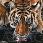 tableau-peinture-portrait-tigre-bengal