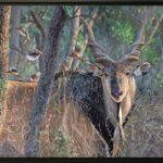 painting-canvas-giant-eland-stephan-alsac-wildlife-artist