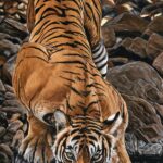 tableau-peinture-toile-tigre-bengal