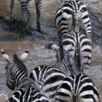 painting-print-canvas-zebras-crossing-river