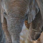 realistic-oil-painting-baby-elephant