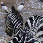 tableau-toile-peinture-kenya-zebres-riviere-mara