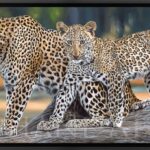 toile-tableau-peinture-realiste-leopards-art-animalier
