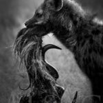 trophy-hyene-trophée-chasse-photo-noir-blanc-afrique