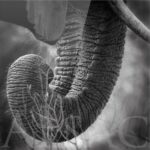 trunk-plexi-print-trompe-elephant-photo-noir-blanc-afrique