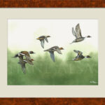 flight-pintail-ducks-painting-watercolor