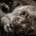wake-up-photo-d’art-noir-blanc-yeux-magnifiques-lionne-afrique