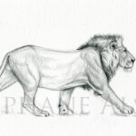 walking-lion-sketch