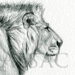 walking-lion-sketch-detail