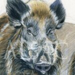 wild-boar-watercolor-drawing
