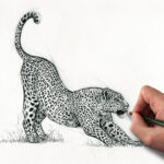 wildlife-art-african-leopard-drawing